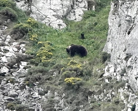 Cantabrian brown bear